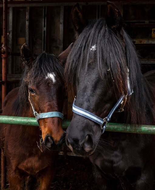 Hermosos caballos en establo