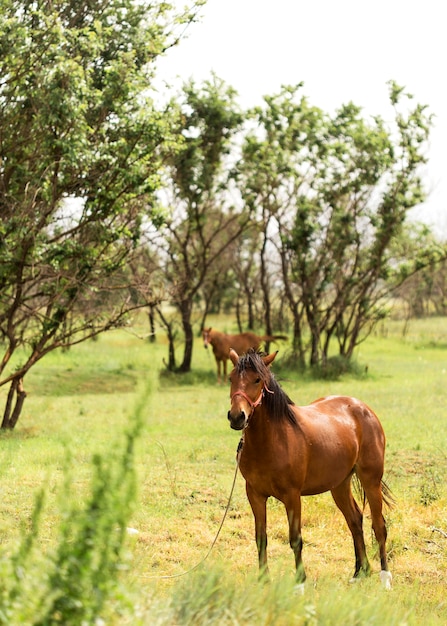 Hermosos caballos marrones en campo