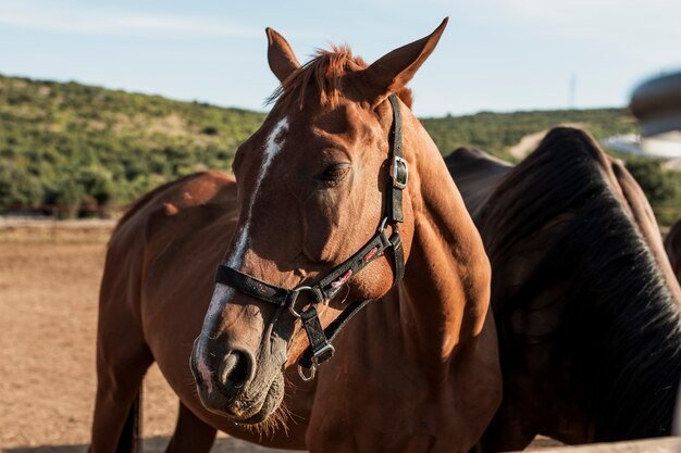 Hermosos caballos de pie en la granja