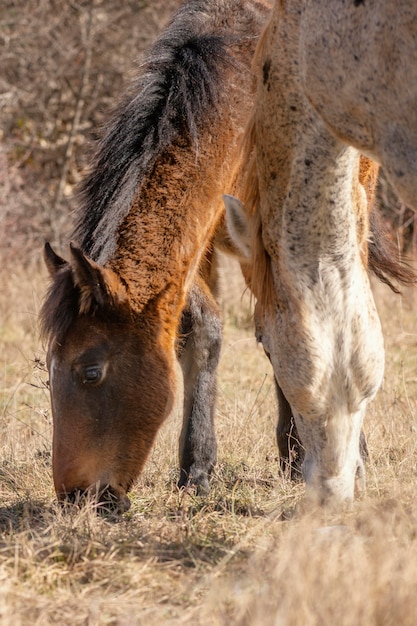 Hermosos caballos salvajes en el bosque