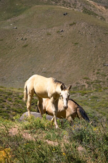 Hermosos caballos salvajes en las montañas