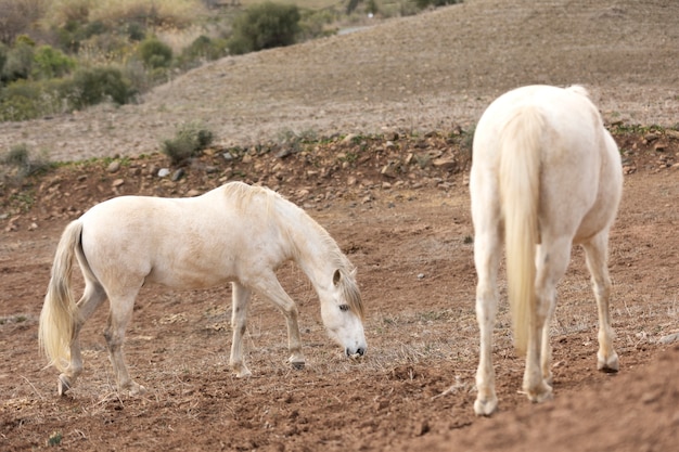 Hermosos caballos unicornio en la naturaleza.