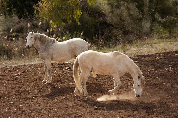 Hermosos caballos unicornio en la naturaleza.