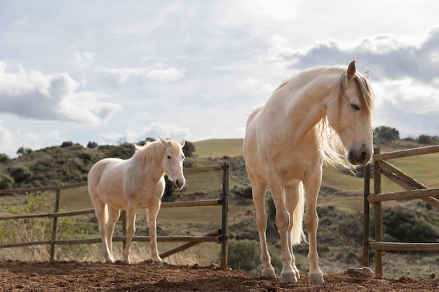 Hermosos caballos unicornio en la naturaleza.