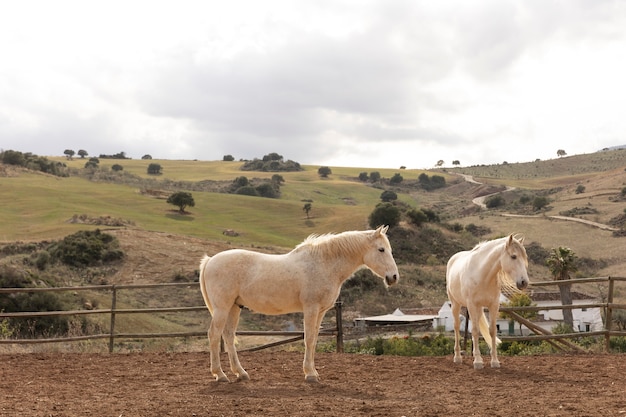 Foto gratuita hermosos caballos unicornio en la naturaleza.