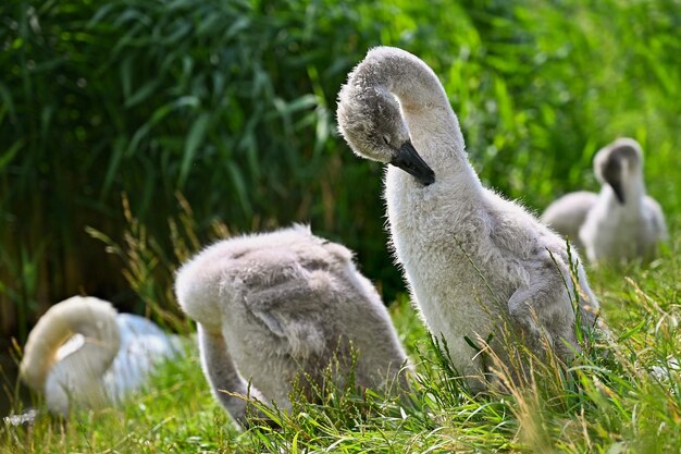 Hermosos cachorros de cisnes en el estanque Fondo colorido natural con hermosos pájaros salvajes Cygnus