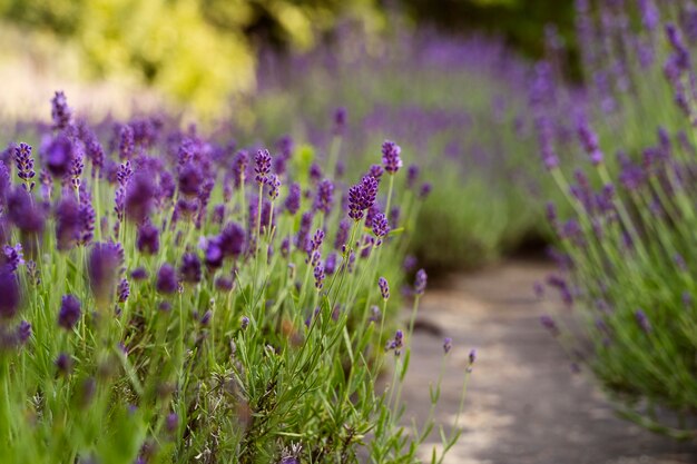 Hermosos campos de lavanda borrosos con camino