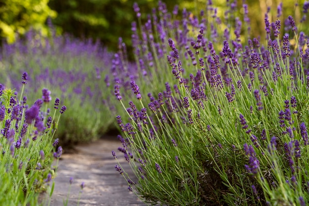 Hermosos campos de lavanda con camino