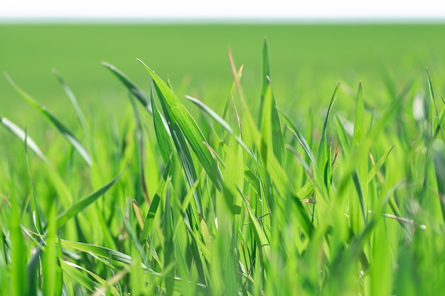 Hermosos campos de trigo verde. El trigo verde brota en un campo, primer.