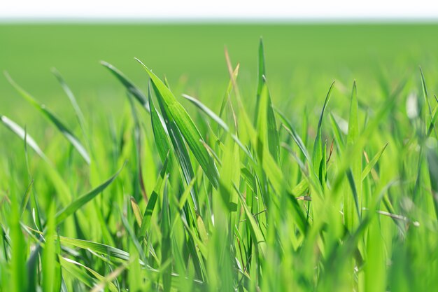 Hermosos campos de trigo verde. El trigo verde brota en un campo, primer.