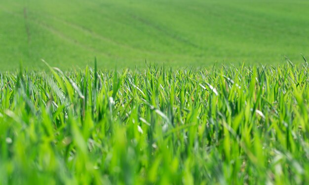 Hermosos campos de trigo verde en Ucrania. Brotes de trigo verde en un campo, primer plano. Protección de la ecología del concepto. Explore la belleza del mundo.