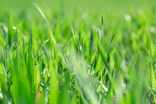 Hermosos campos de trigo verde en Ucrania. Brotes de trigo verde en un campo, primer plano. Protección de la ecología del concepto. Explore la belleza del mundo.