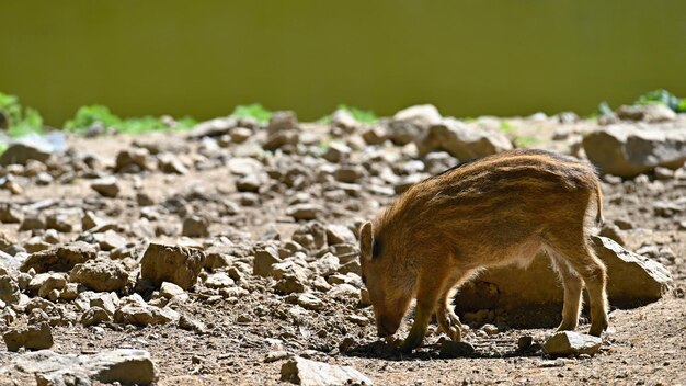 Hermosos cerditos salvajes en la naturaleza Jabalí Animal en el bosque