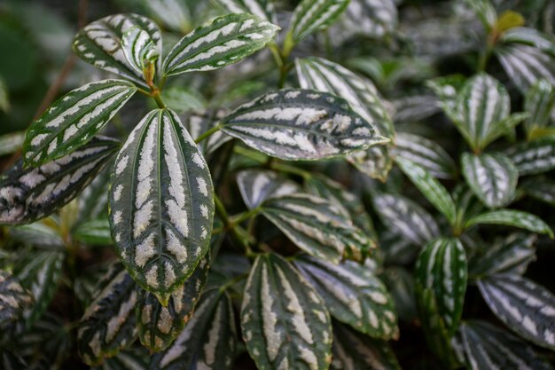 Hermosos detalles de plantas bicolor