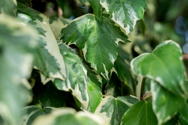 Hermosos detalles de plantas bicolor