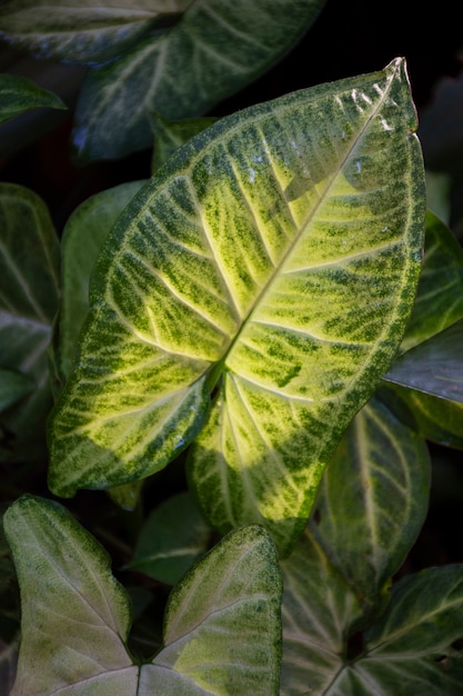 Hermosos detalles de plantas bicolor