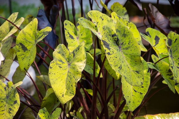 Hermosos detalles de plantas bicolor