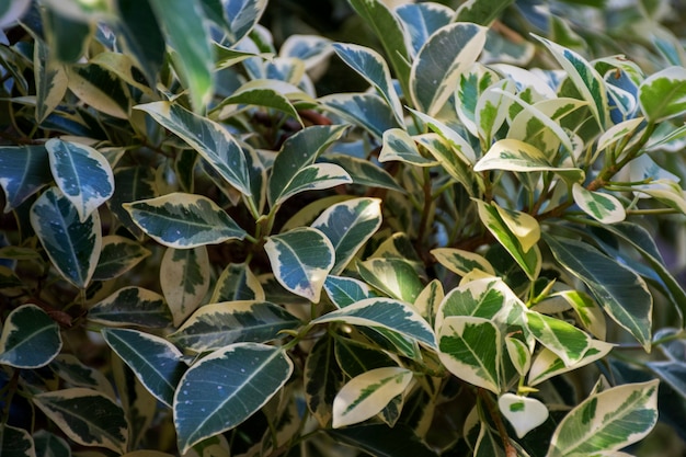 Hermosos detalles de plantas bicolor