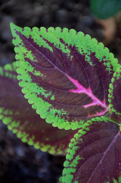 Hermosos detalles de plantas bicolor