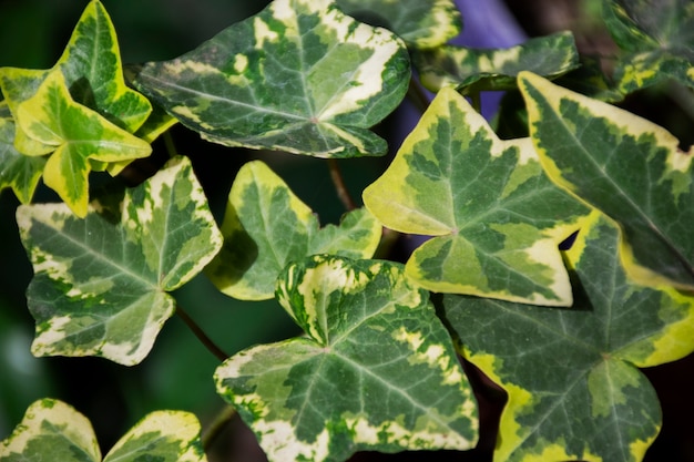 Hermosos detalles de plantas bicolor