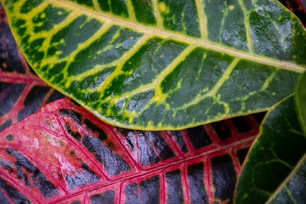 Hermosos detalles de plantas bicolor