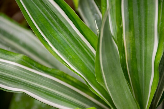 Hermosos detalles de plantas bicolor