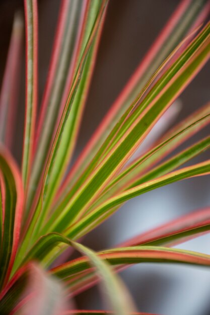 Hermosos detalles de plantas bicolor