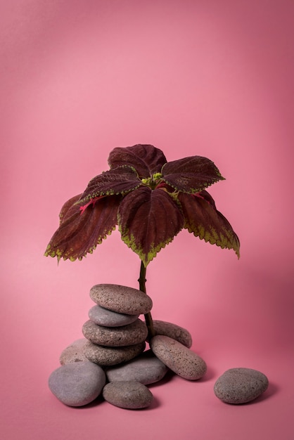 Foto gratuita hermosos detalles de plantas bicolor