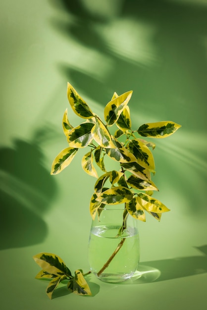 Hermosos detalles de plantas bicolor