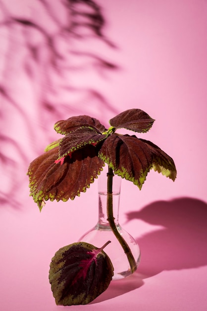 Hermosos detalles de plantas bicolor