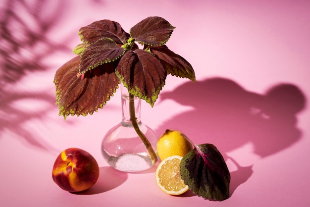 Foto gratuita hermosos detalles de plantas bicolor