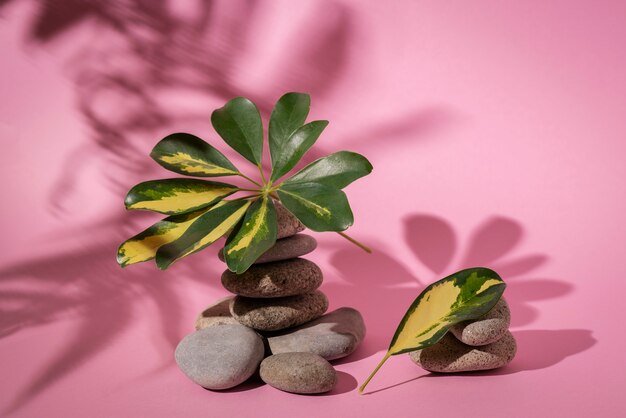 Hermosos detalles de plantas bicolor