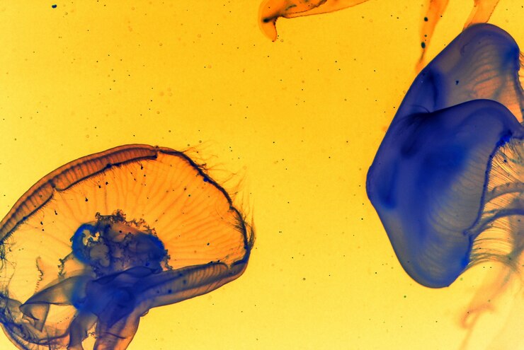 Foto gratuito hermosos dibujos de dos medusas azules sobre un fondo amarillo