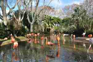 Foto gratuita hermosos flamenco en el zoo