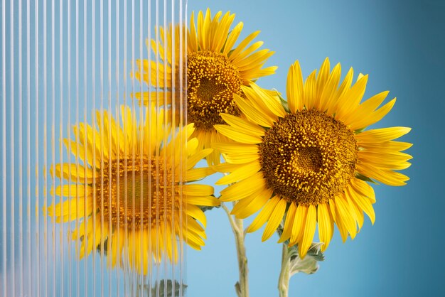 Hermosos girasoles al aire libre naturaleza muerta