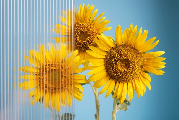 Hermosos girasoles al aire libre naturaleza muerta