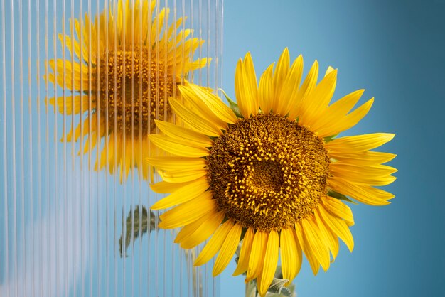 Hermosos girasoles al aire libre naturaleza muerta