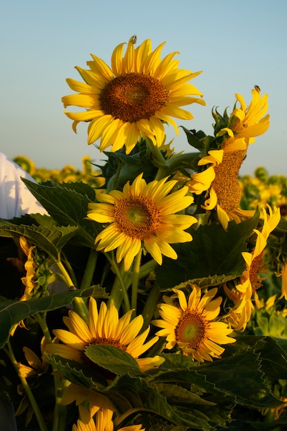 Hermosos girasoles al aire libre naturaleza muerta