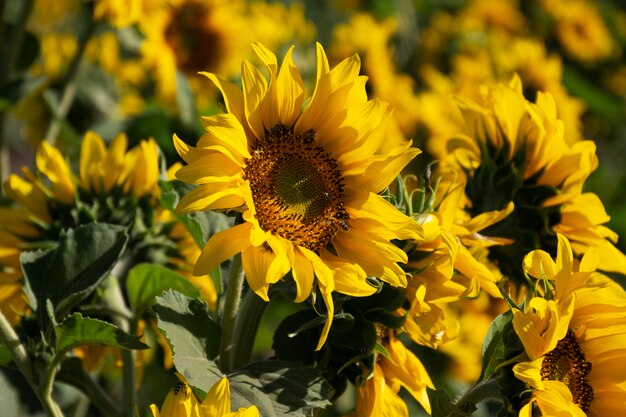 Hermosos girasoles al aire libre naturaleza muerta