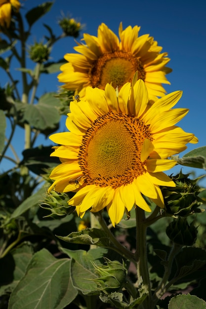 Hermosos girasoles al aire libre naturaleza muerta