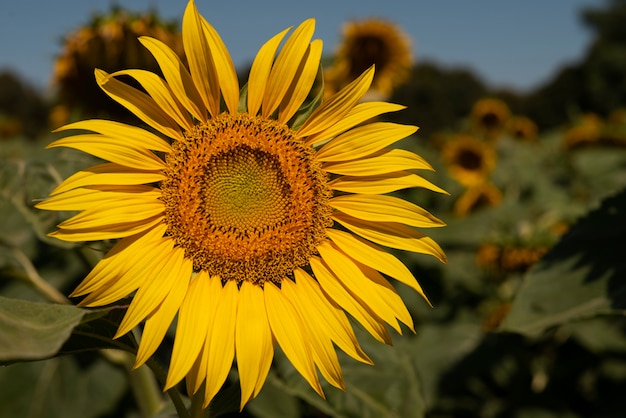 Hermosos girasoles al aire libre naturaleza muerta