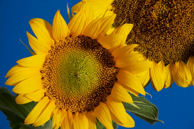 Foto gratuita hermosos girasoles en bodegón de estudio