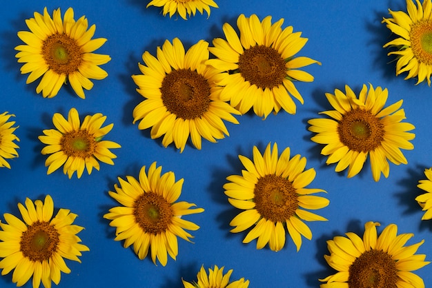 Foto gratuita hermosos girasoles en bodegón de estudio