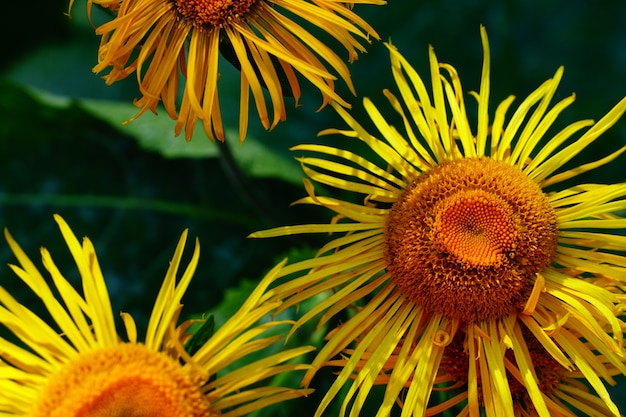 Foto gratuita hermosos girasoles en el jardín.