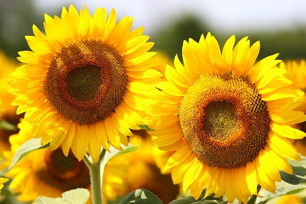 Hermosos girasoles