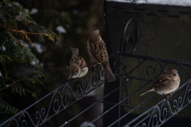 Hermosos gorriones sentados en una barandilla de metal entre los árboles nevados