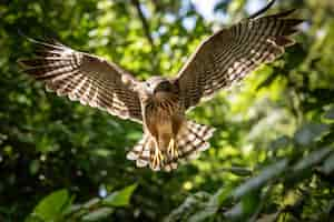 Foto gratuita hermosos halcones en la naturaleza