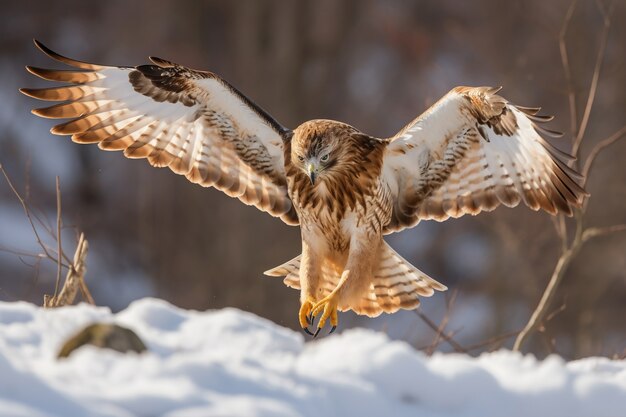 Hermosos halcones en la naturaleza