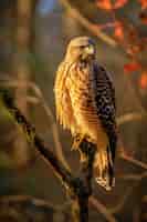 Foto gratuita hermosos halcones en la naturaleza