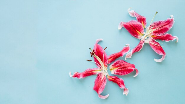 Hermosos lirios rosas en azul